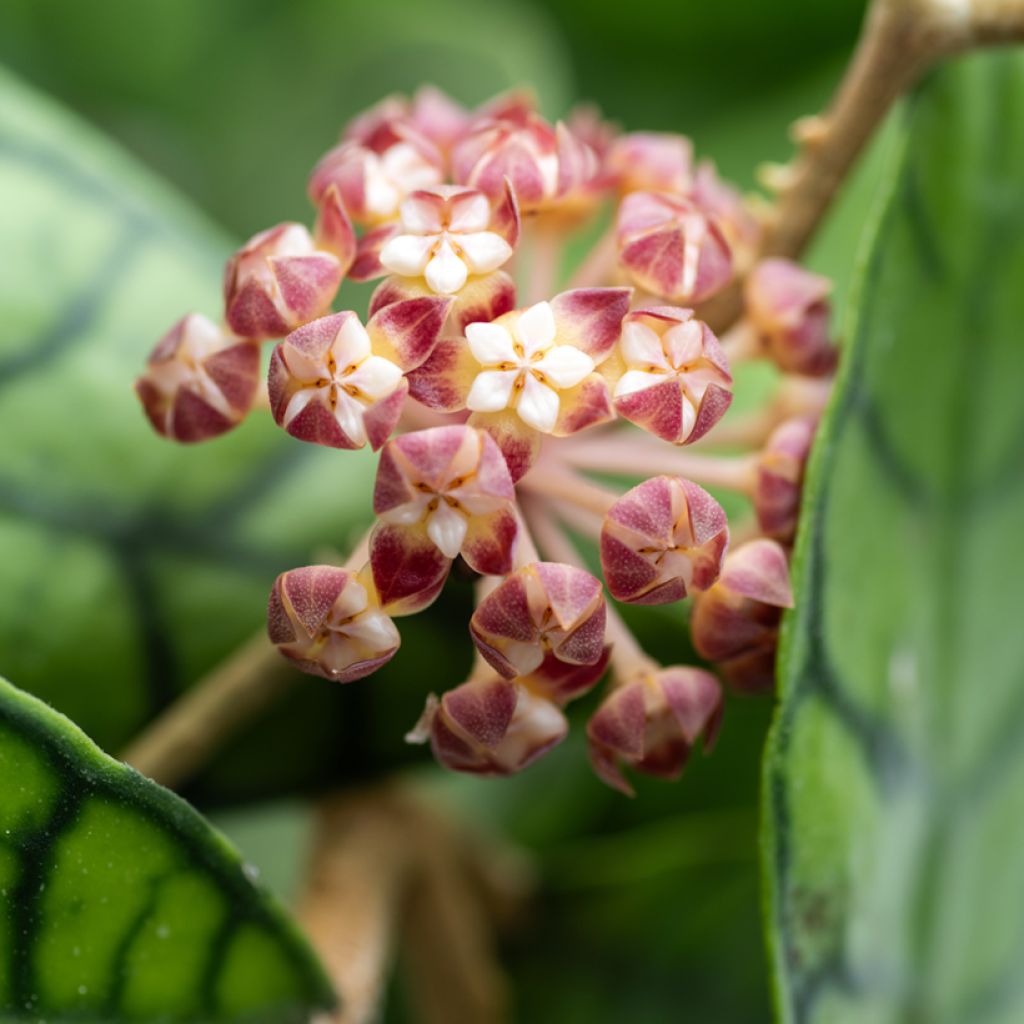 Posliinikukka - Hoya callistophylla