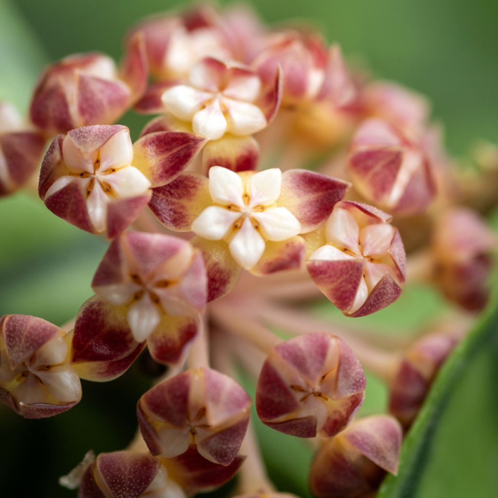 Posliinikukka - Hoya callistophylla