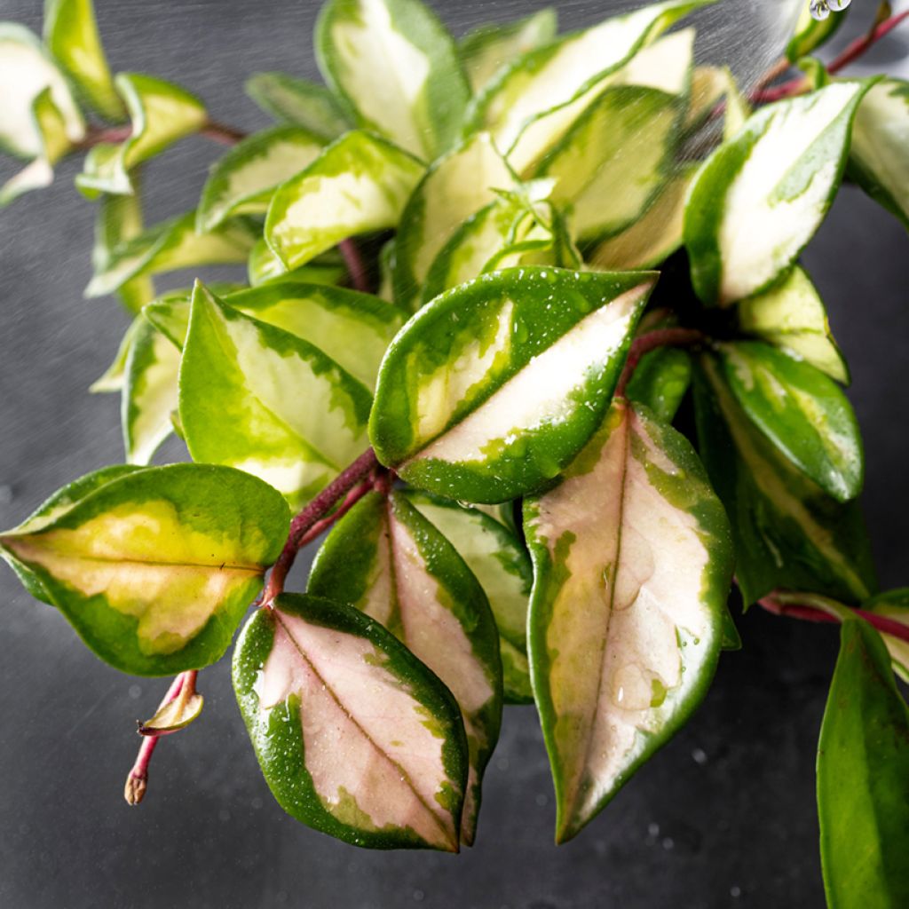 Vahakukka Tricolor