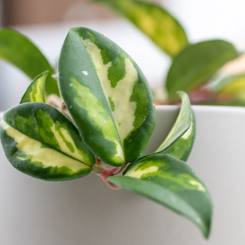 Vahakukka Tricolor