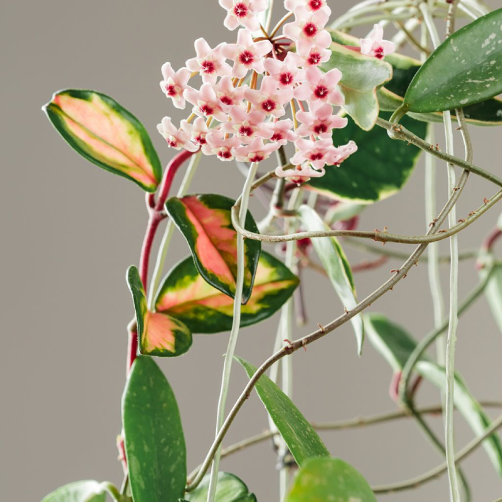 Vahakukka Tricolor