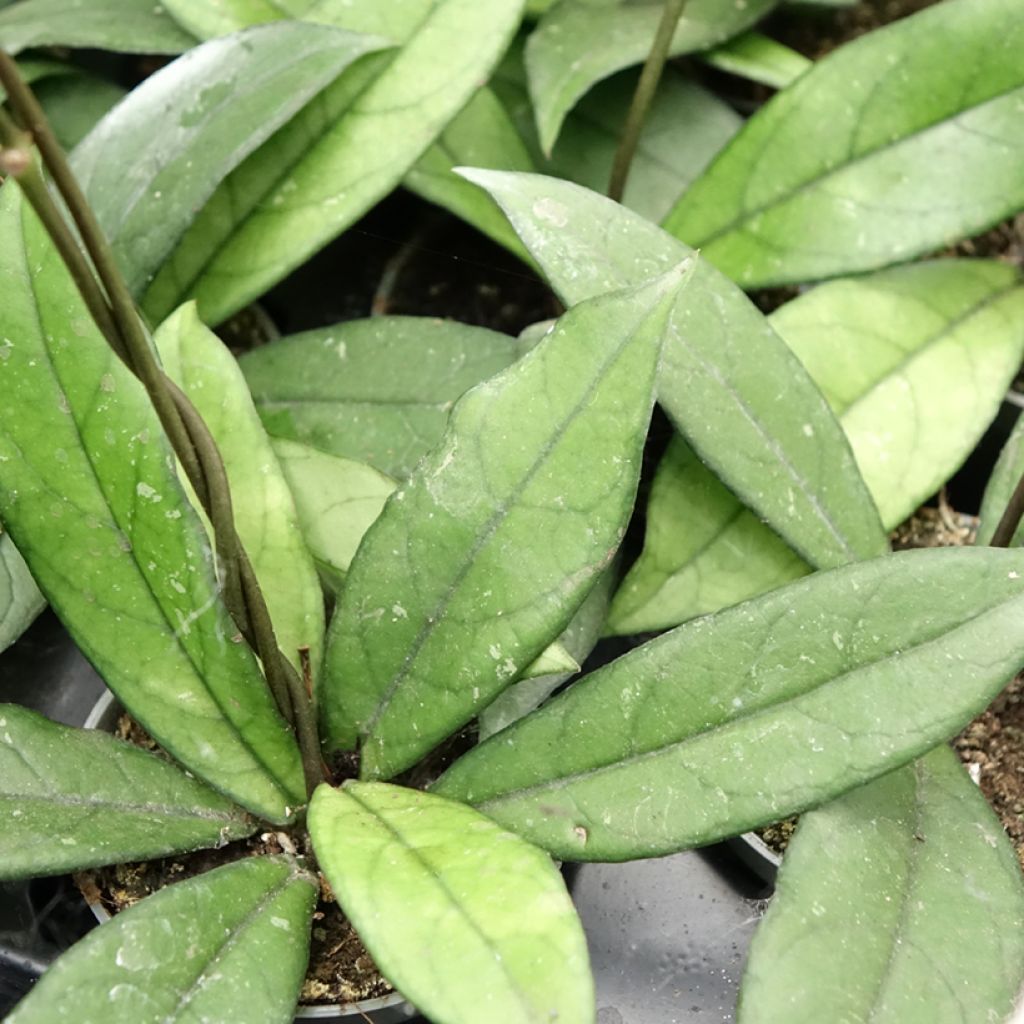 Posliinikukka - Hoya crassipetiolata