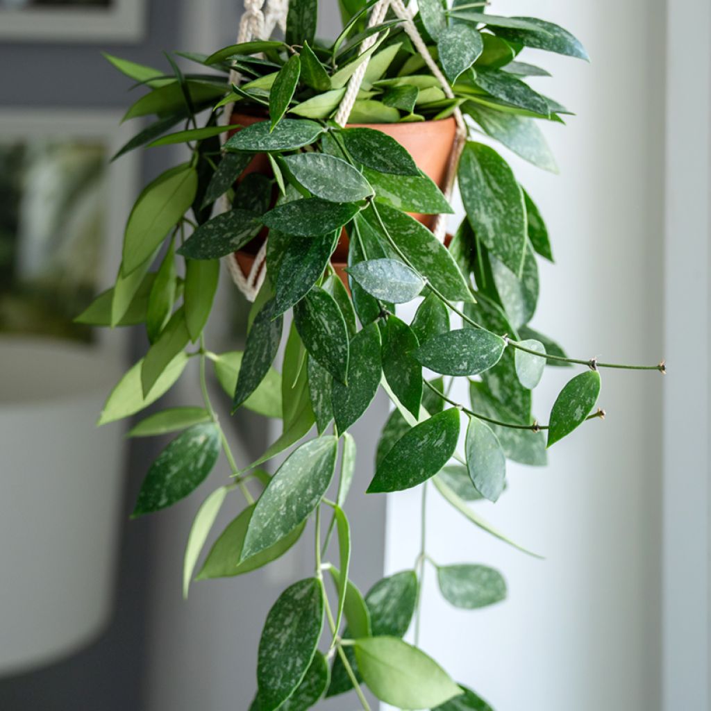 Posliinikukka - Hoya gracilis