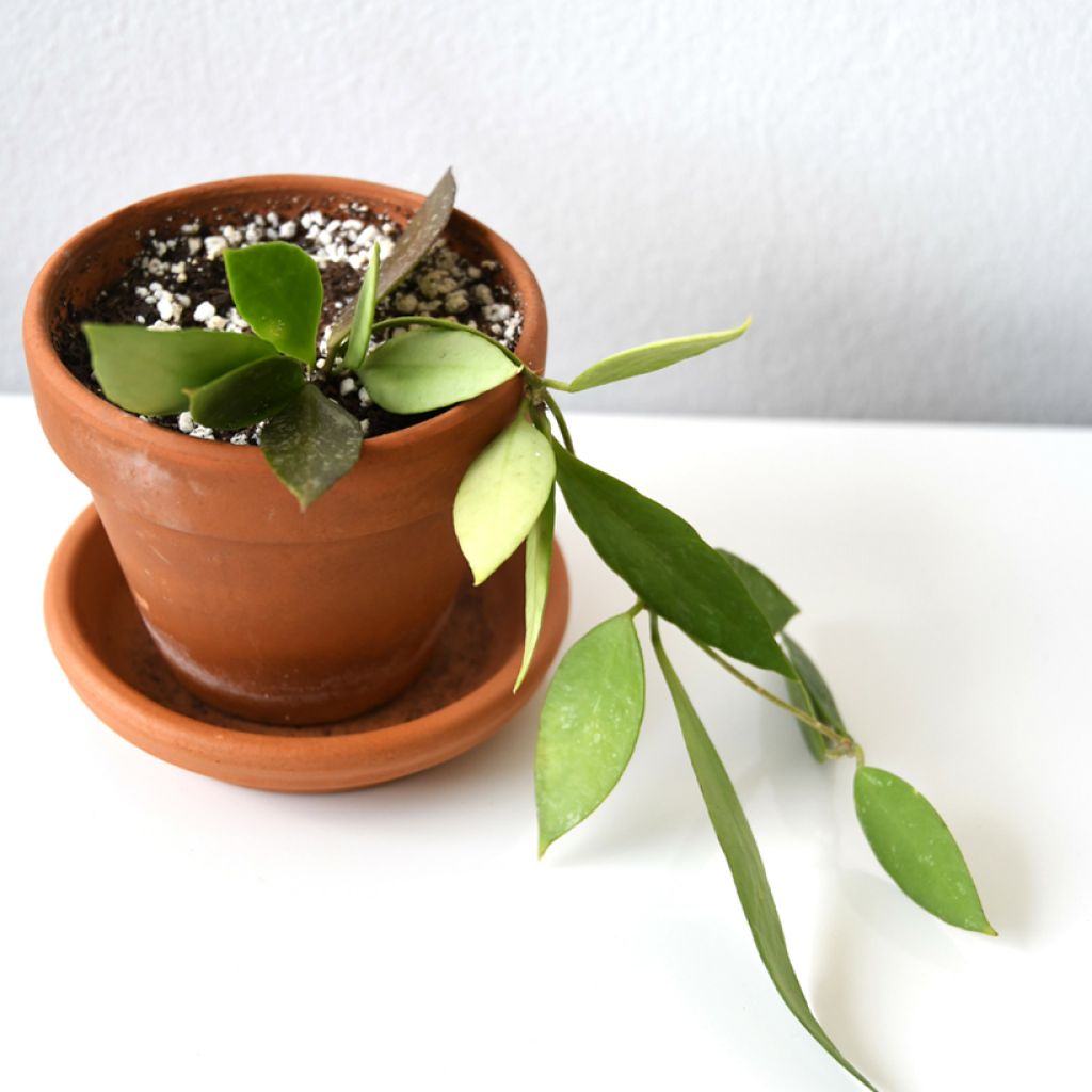 Posliinikukka - Hoya gracilis