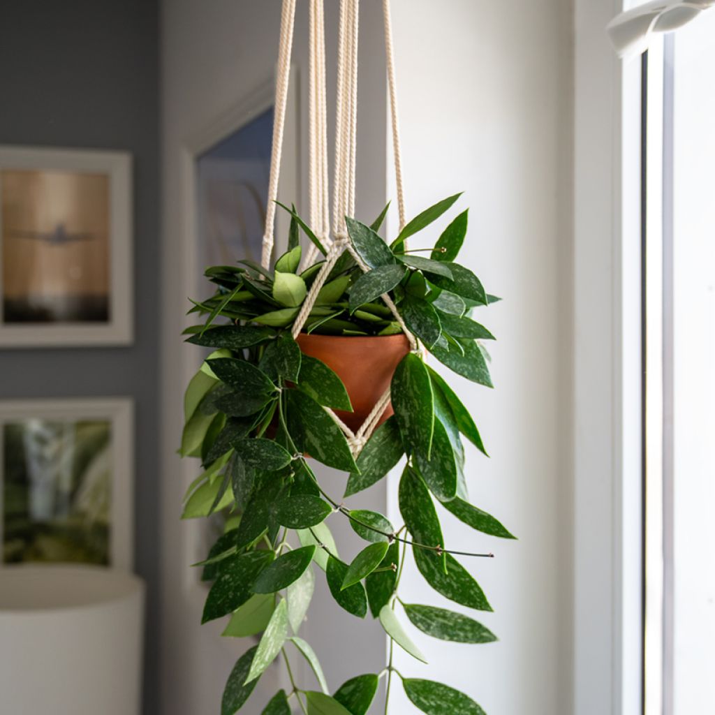 Posliinikukka - Hoya gracilis