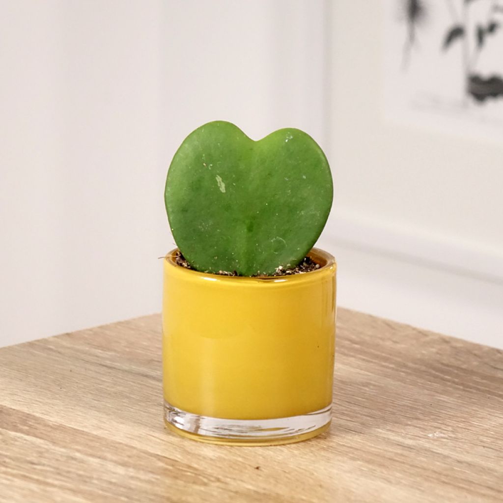 Herttaposliinikukka - Hoya kerrii
