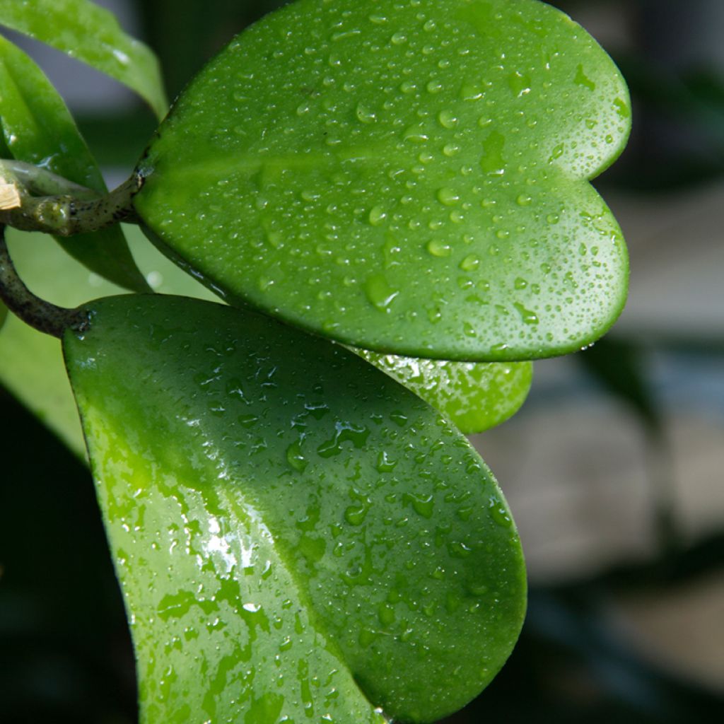 Herttaposliinikukka - Hoya kerrii