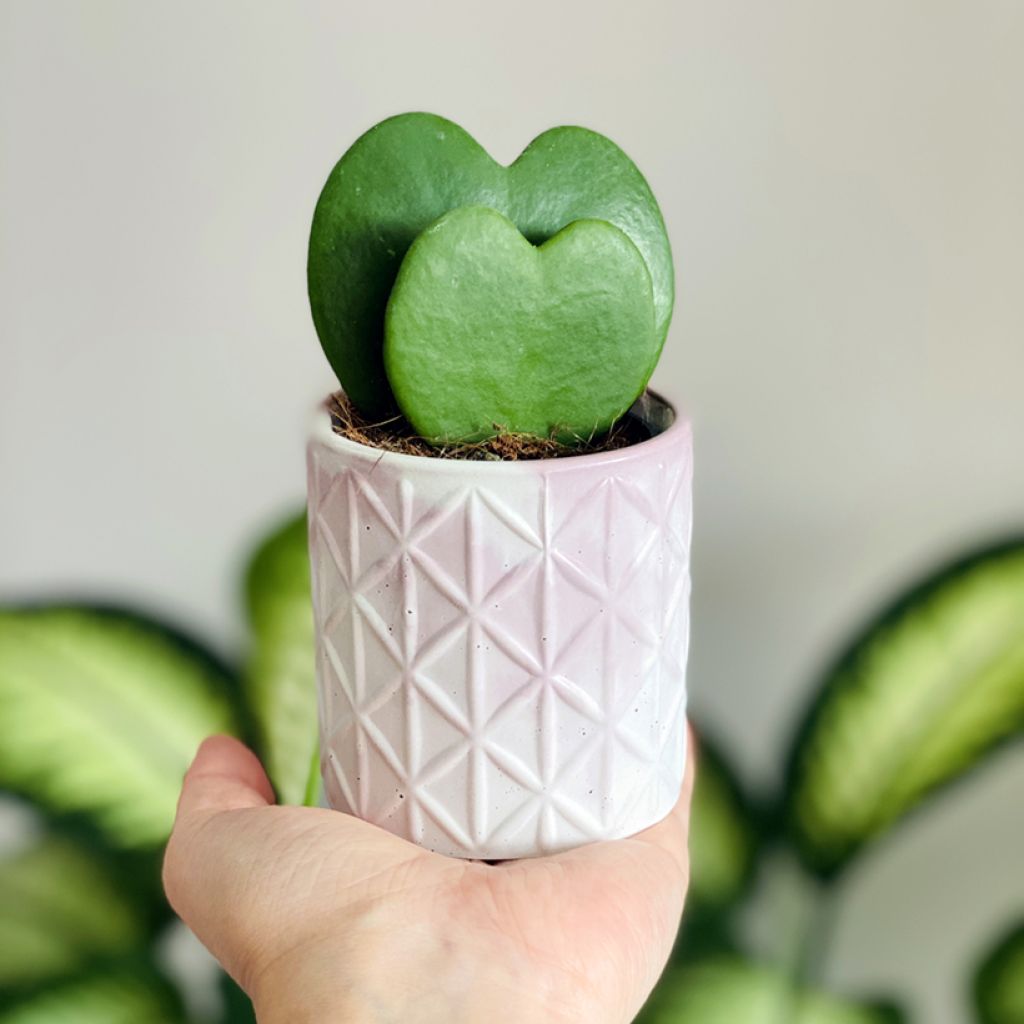 Herttaposliinikukka - Hoya kerrii