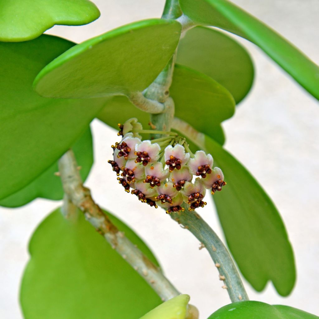 Herttaposliinikukka - Hoya kerrii