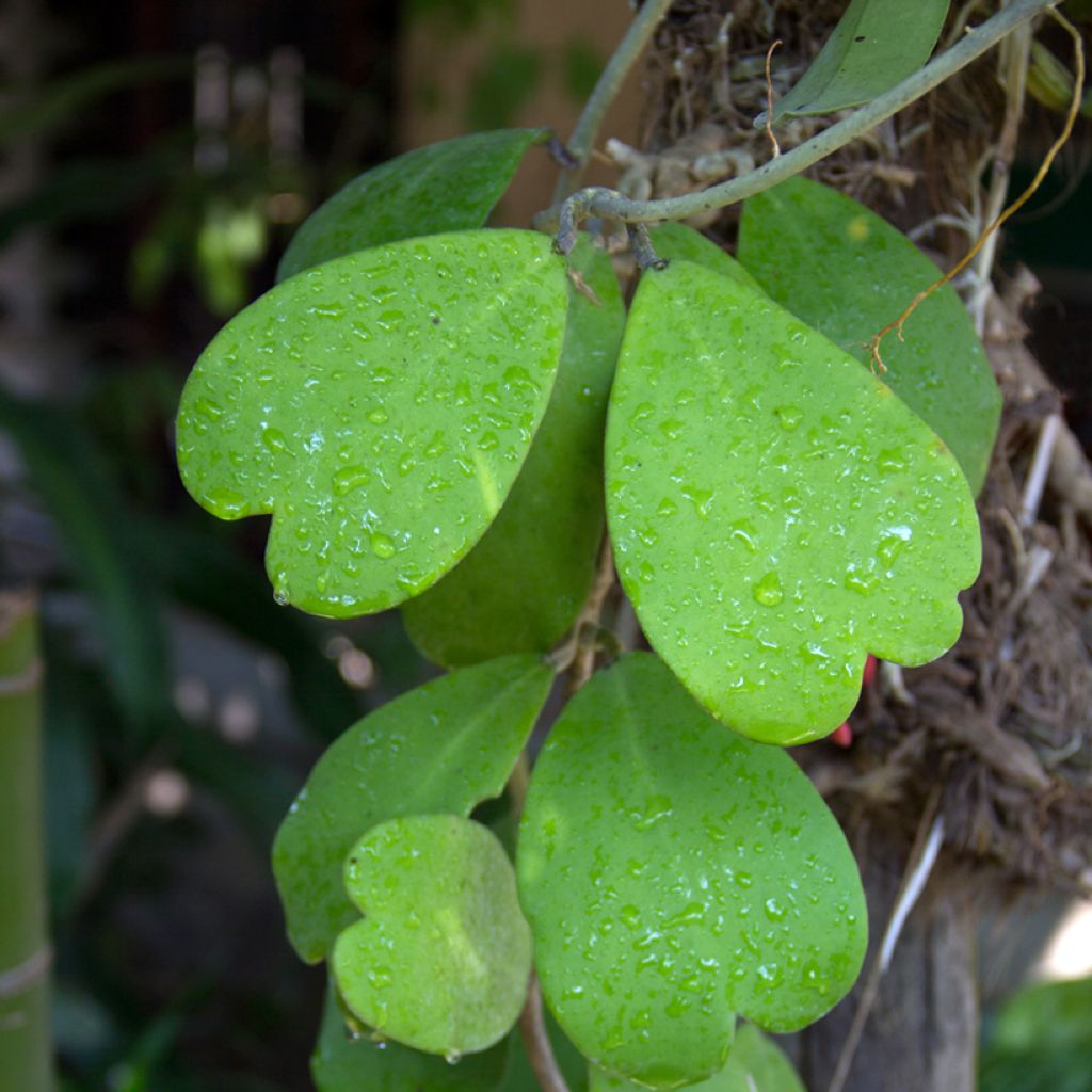 Herttaposliinikukka - Hoya kerrii