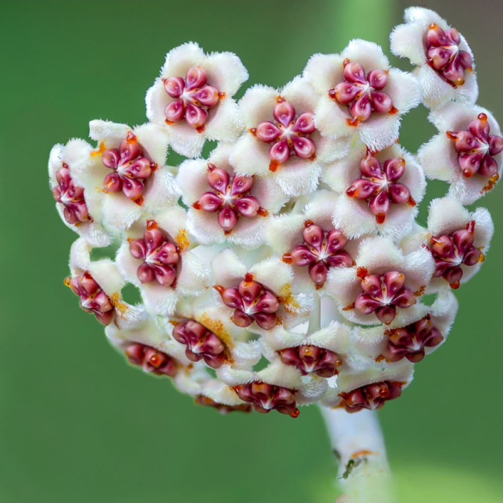Herttaposliinikukka - Hoya kerrii