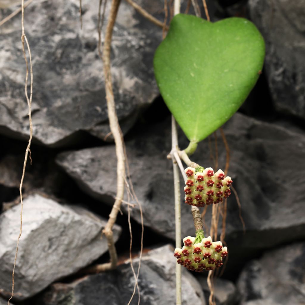Herttaposliinikukka - Hoya kerrii