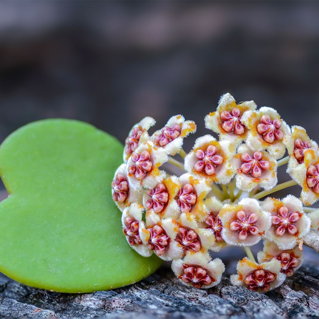 Herttaposliinikukka - Hoya kerrii
