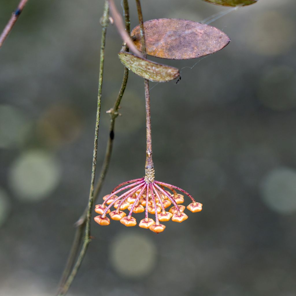 Posliinikukka - Hoya sigillatis