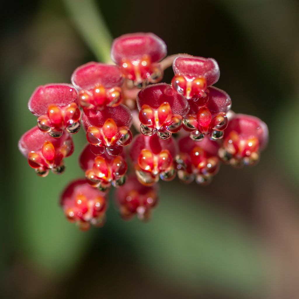Posliinikukka Variegata