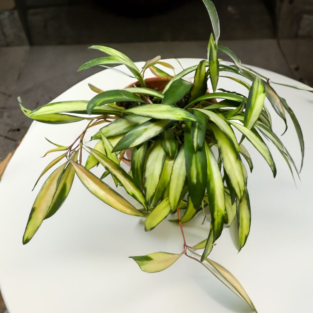 Posliinikukka Tricolor