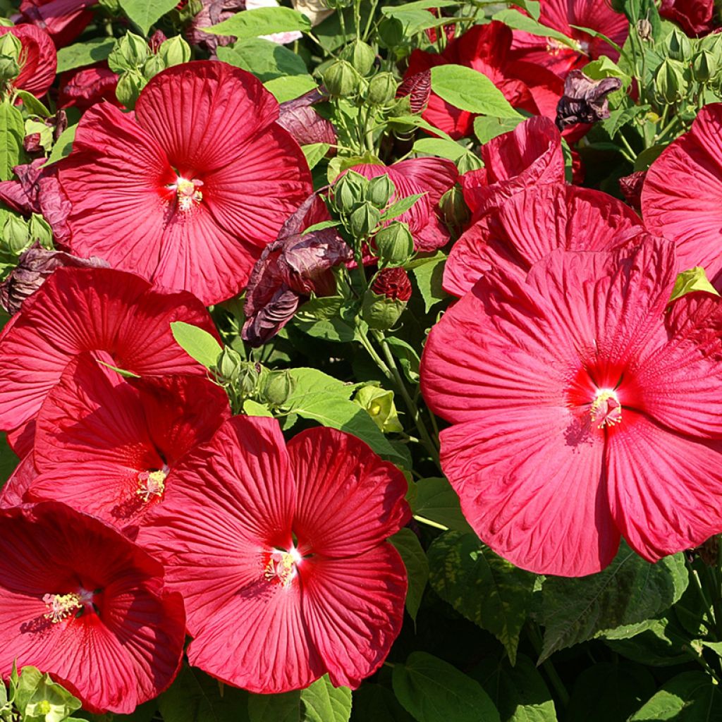 Jättihibiskus Rouge