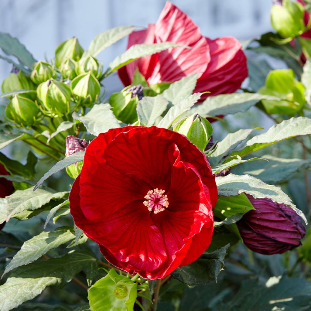 Jättihibiskus Rouge