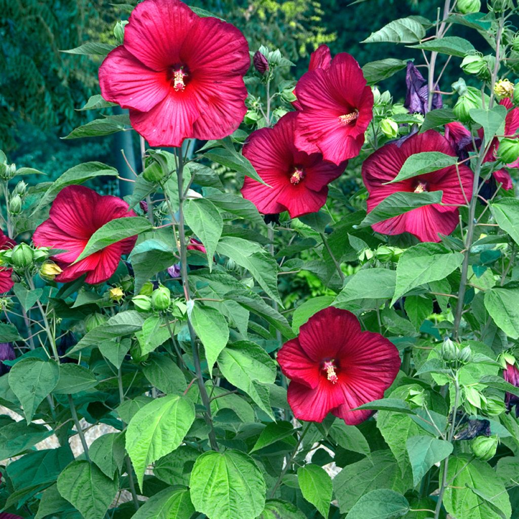Jättihibiskus Rouge