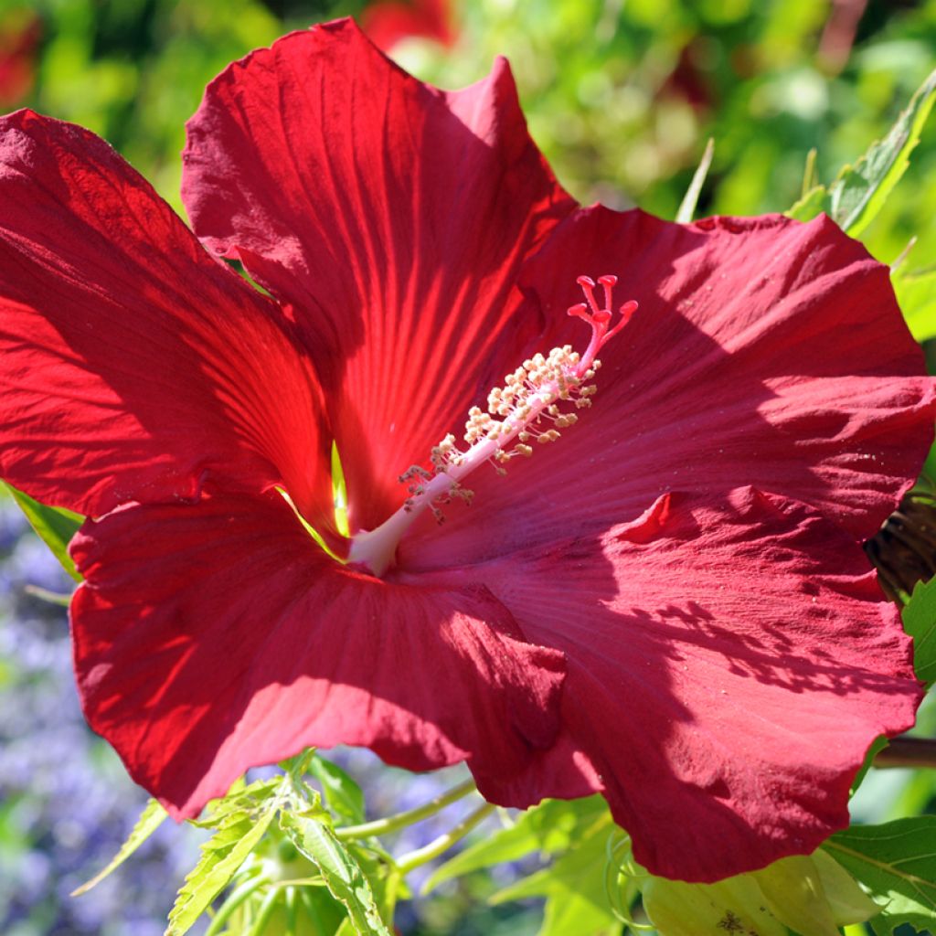 Jättihibiskus Rouge