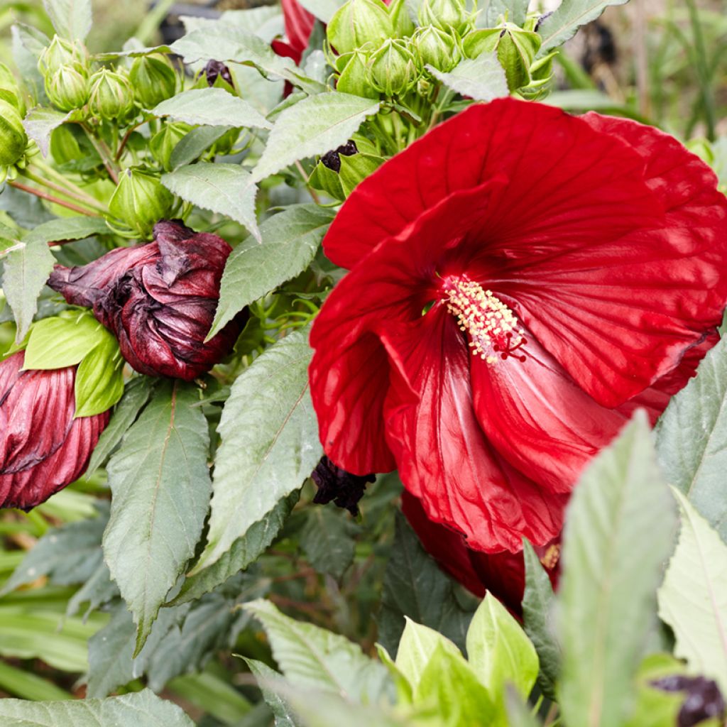 Jättihibiskus Rouge