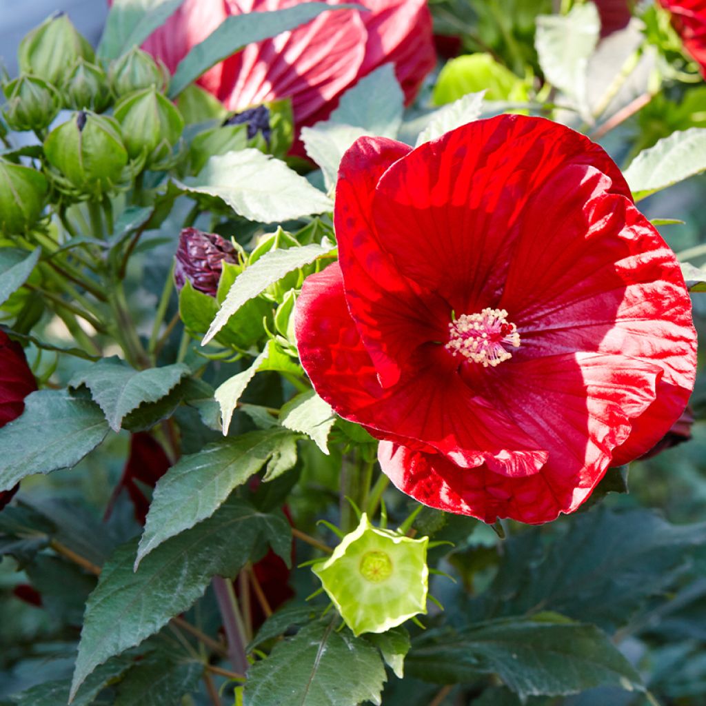 Jättihibiskus Rouge