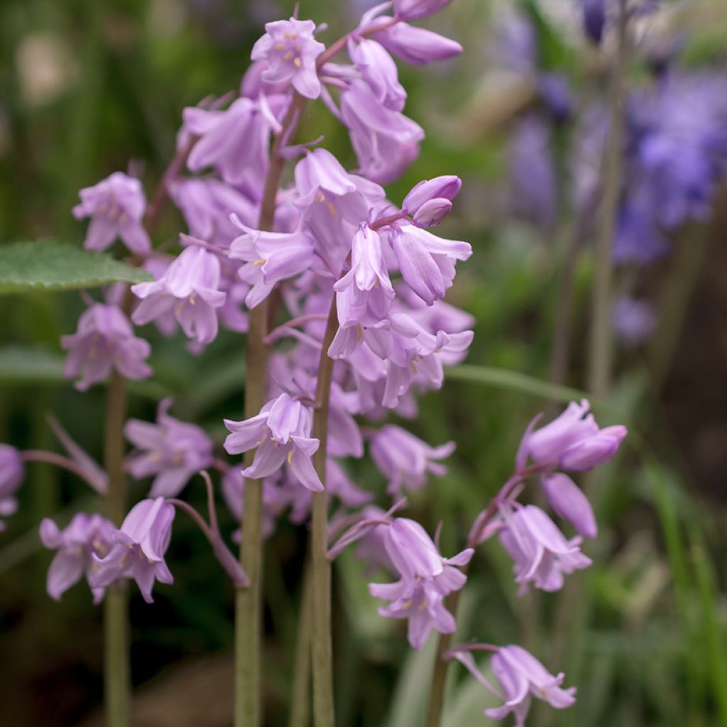 Englanninsinililja Rosea