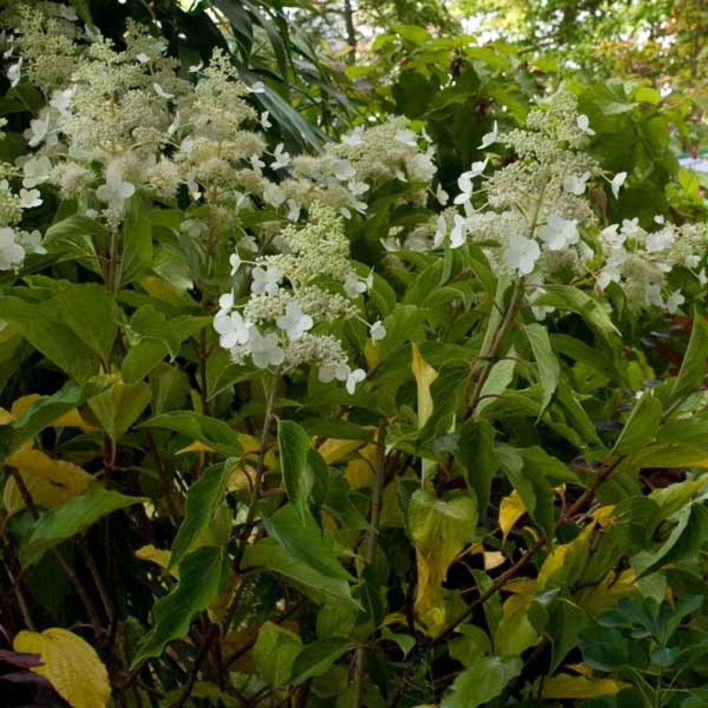 Syyshortensia Kyushu