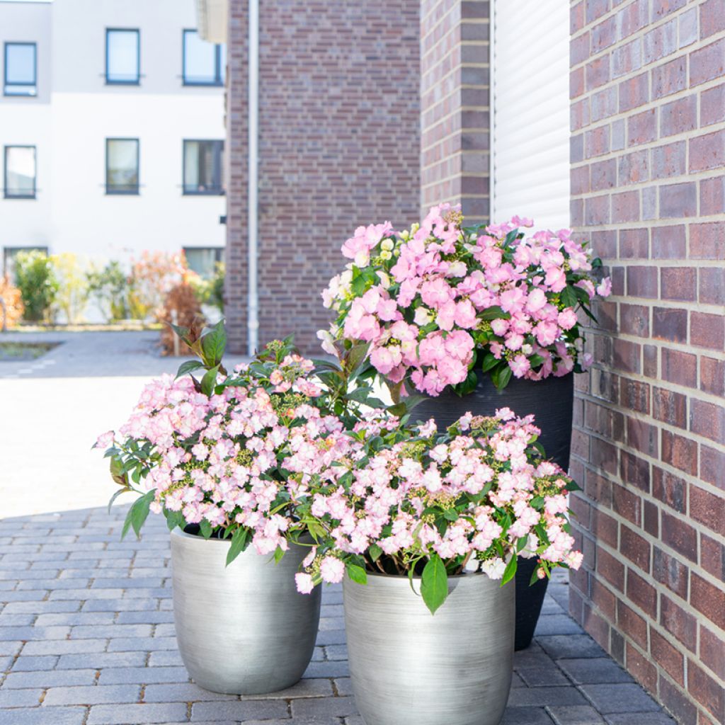 Jalohortensia Bloombuster