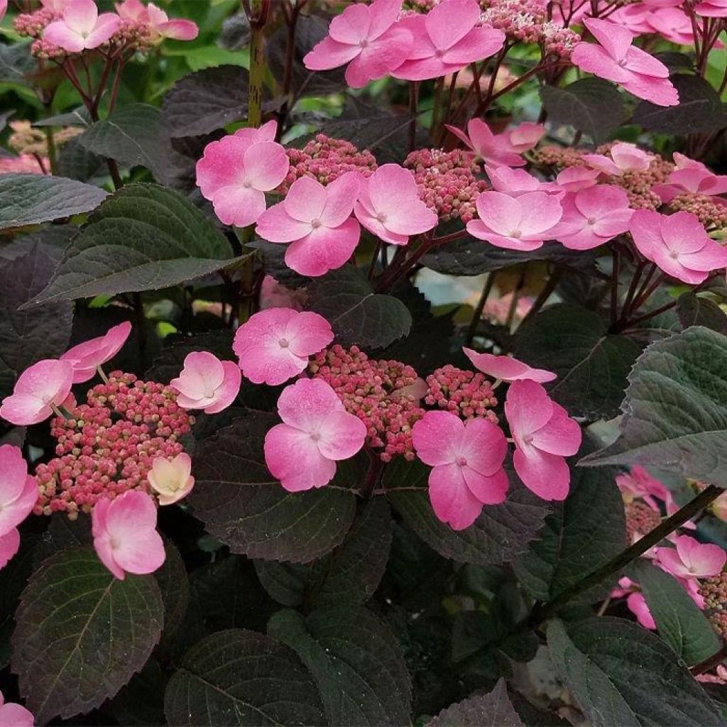 Safiirihortensia Daredevil