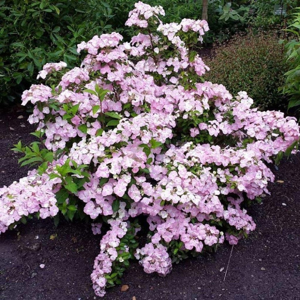 Jalohortensia French Bolero