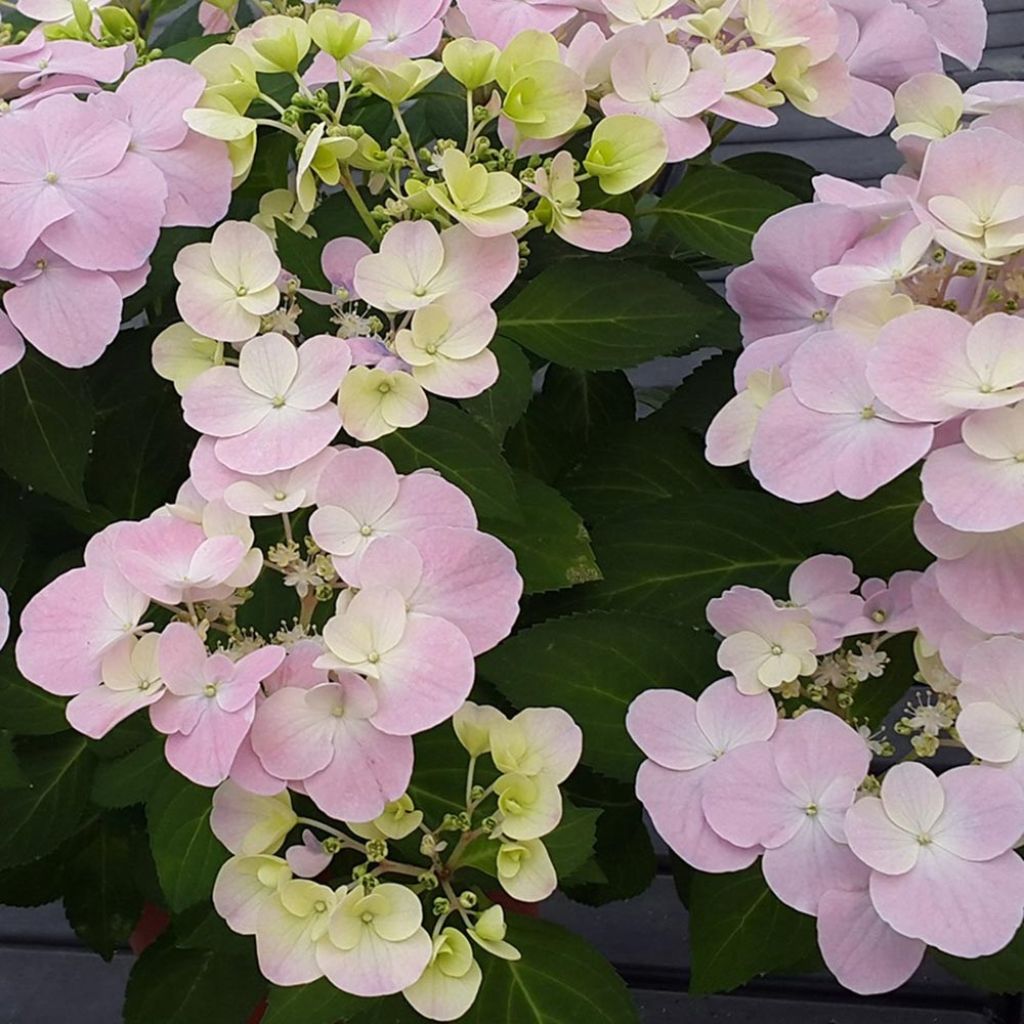 Jalohortensia French Bolero