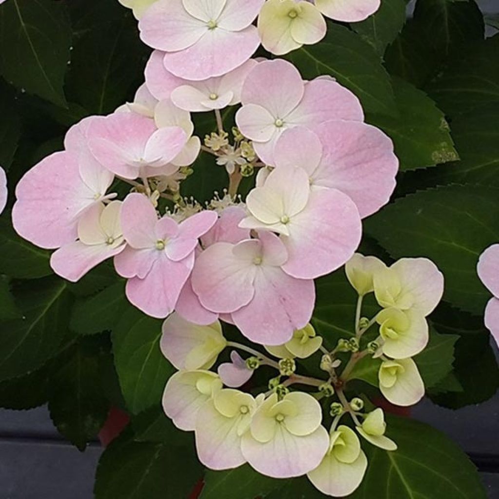 Jalohortensia French Bolero