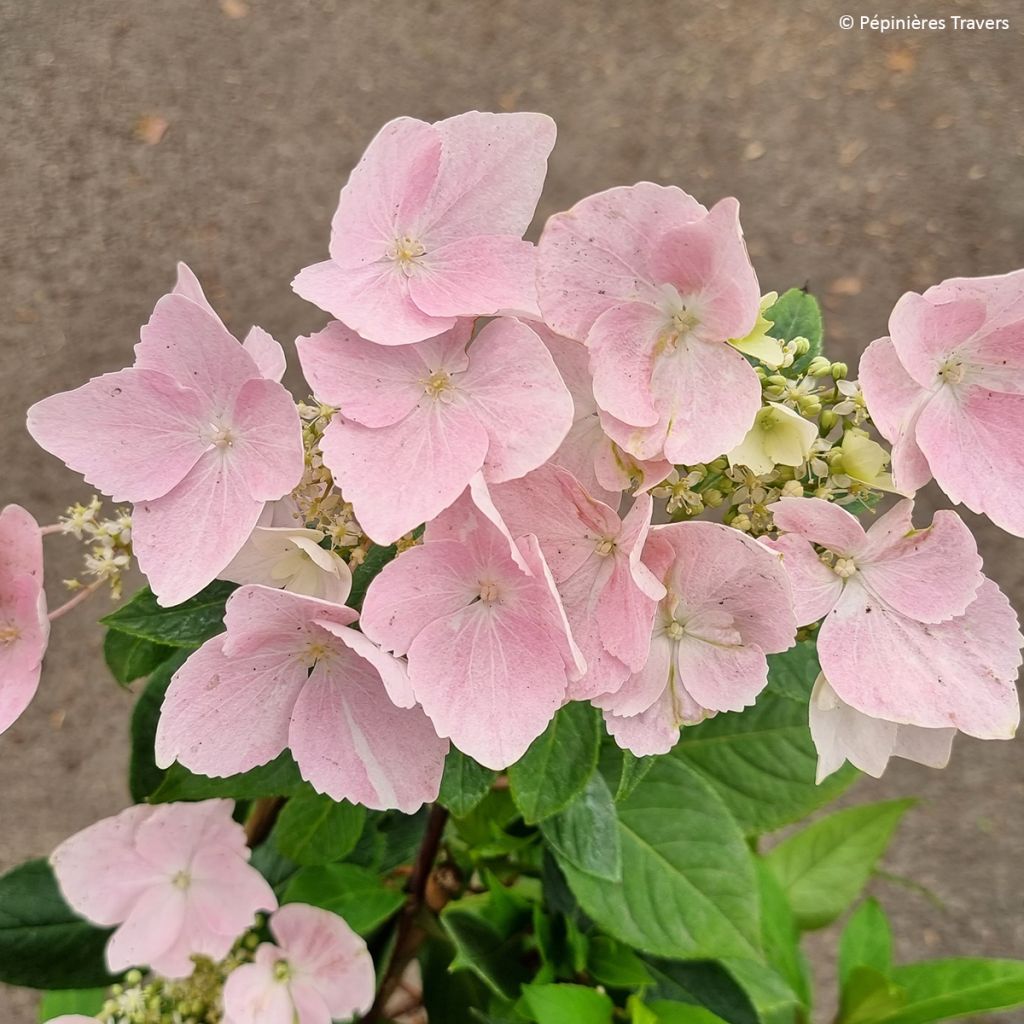 Jalohortensia Renaissance