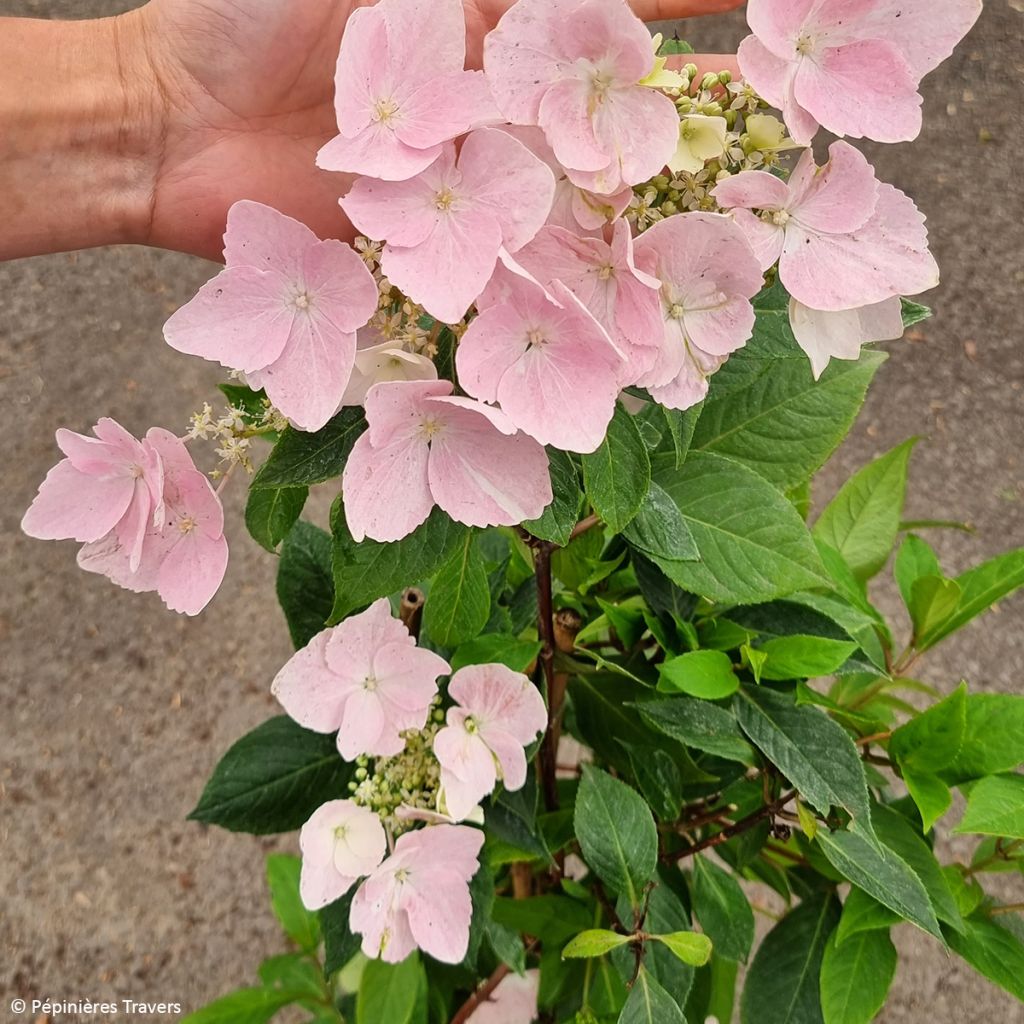 Jalohortensia Renaissance