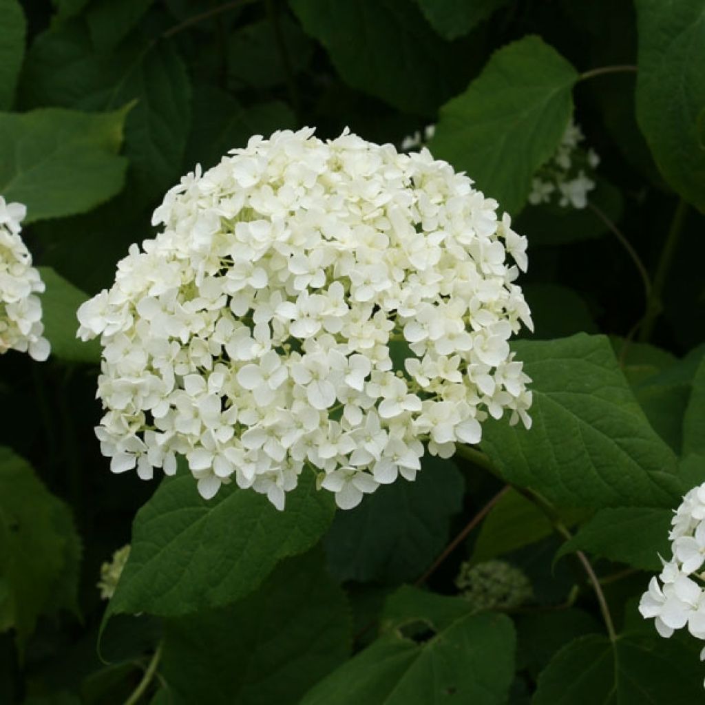 Pallohortensia Annabelle