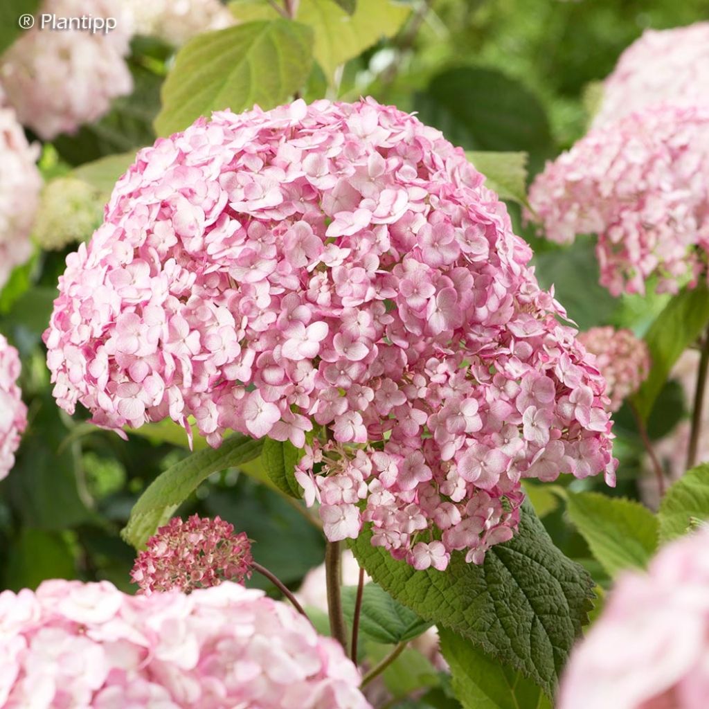Pallohortensia Candybelle Bubblegum