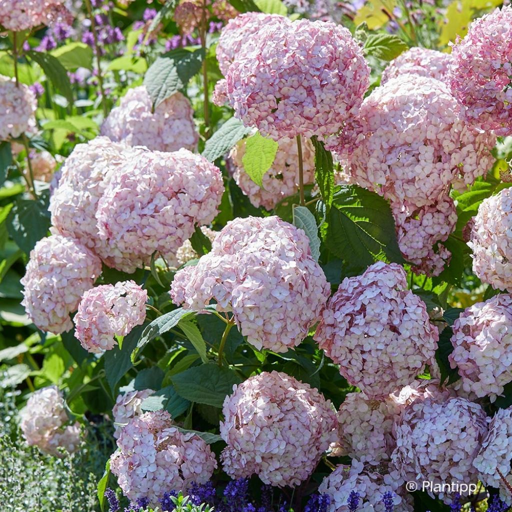 Pallohortensia Candybelle Bubblegum
