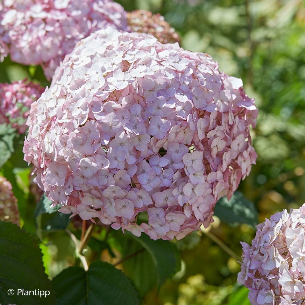 Pallohortensia Candybelle Bubblegum