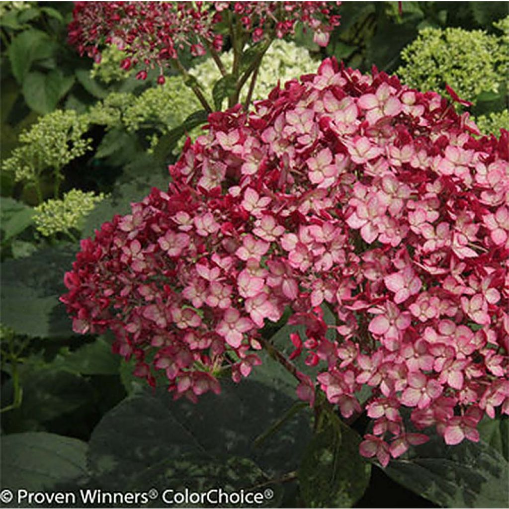 Pallohortensia Ruby Annabelle