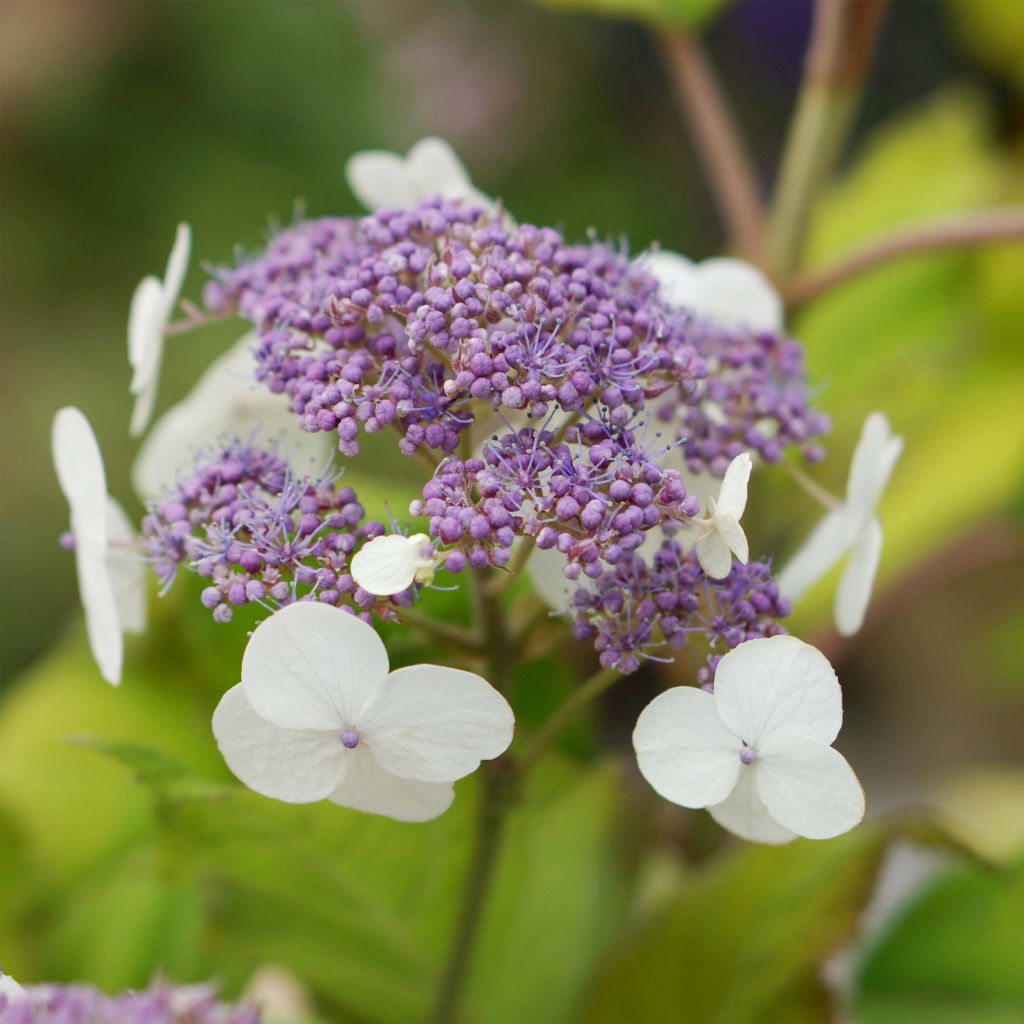 Samettihortensia Goldrush