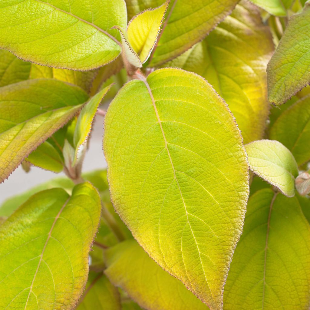 Samettihortensia Goldrush