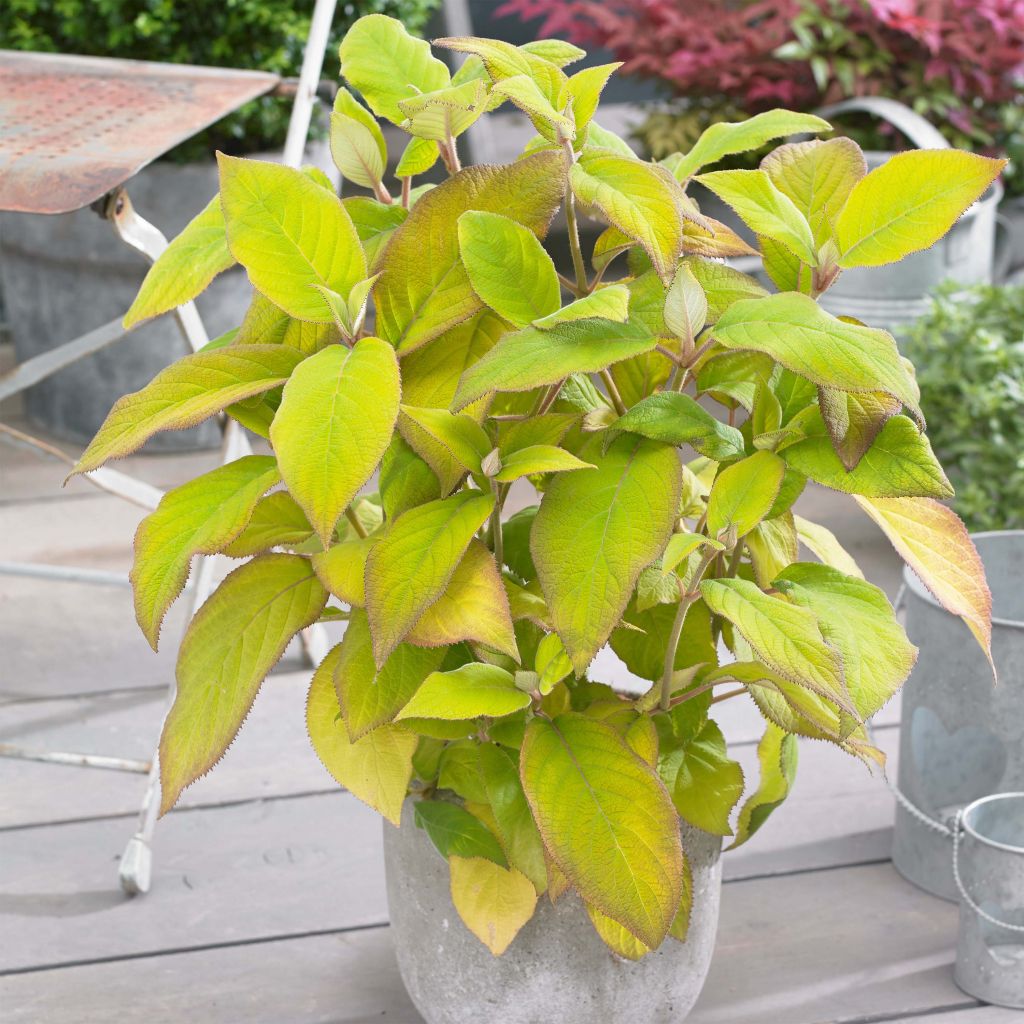 Samettihortensia Goldrush