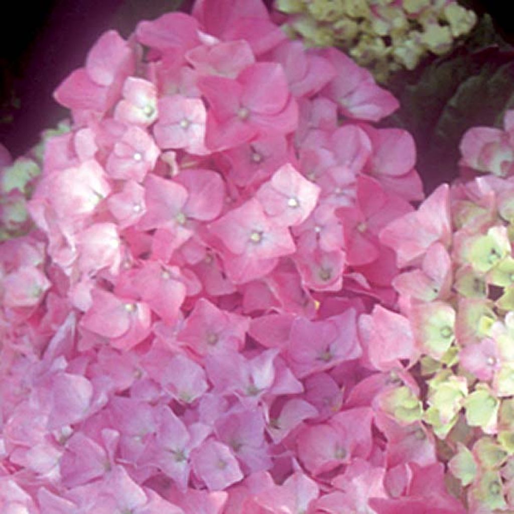 Jalohortensia Bodensee