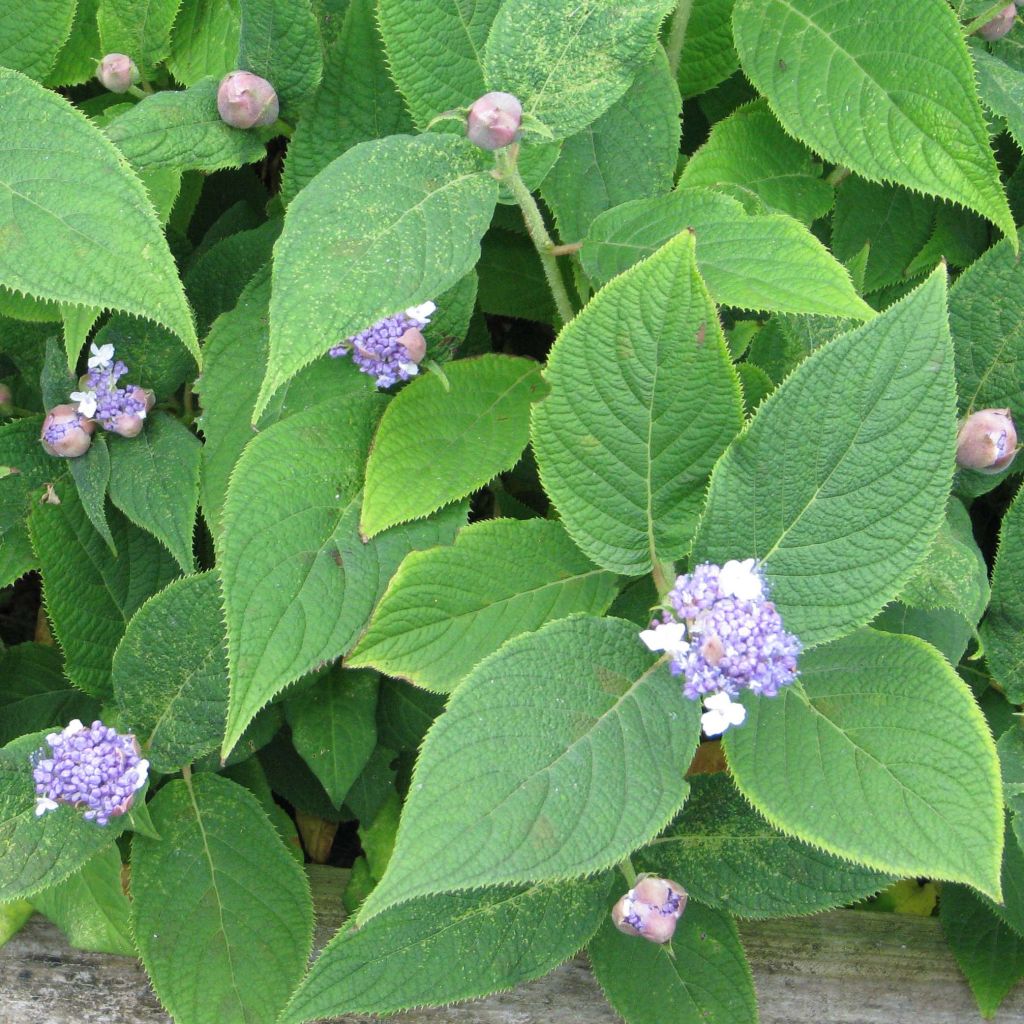 Kehtohortensia - Hydrangea involucrata