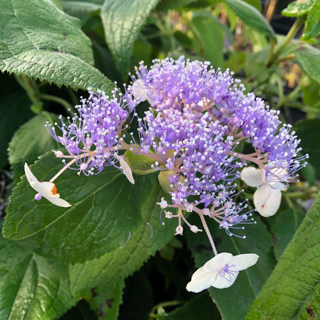 Kehtohortensia Late Love