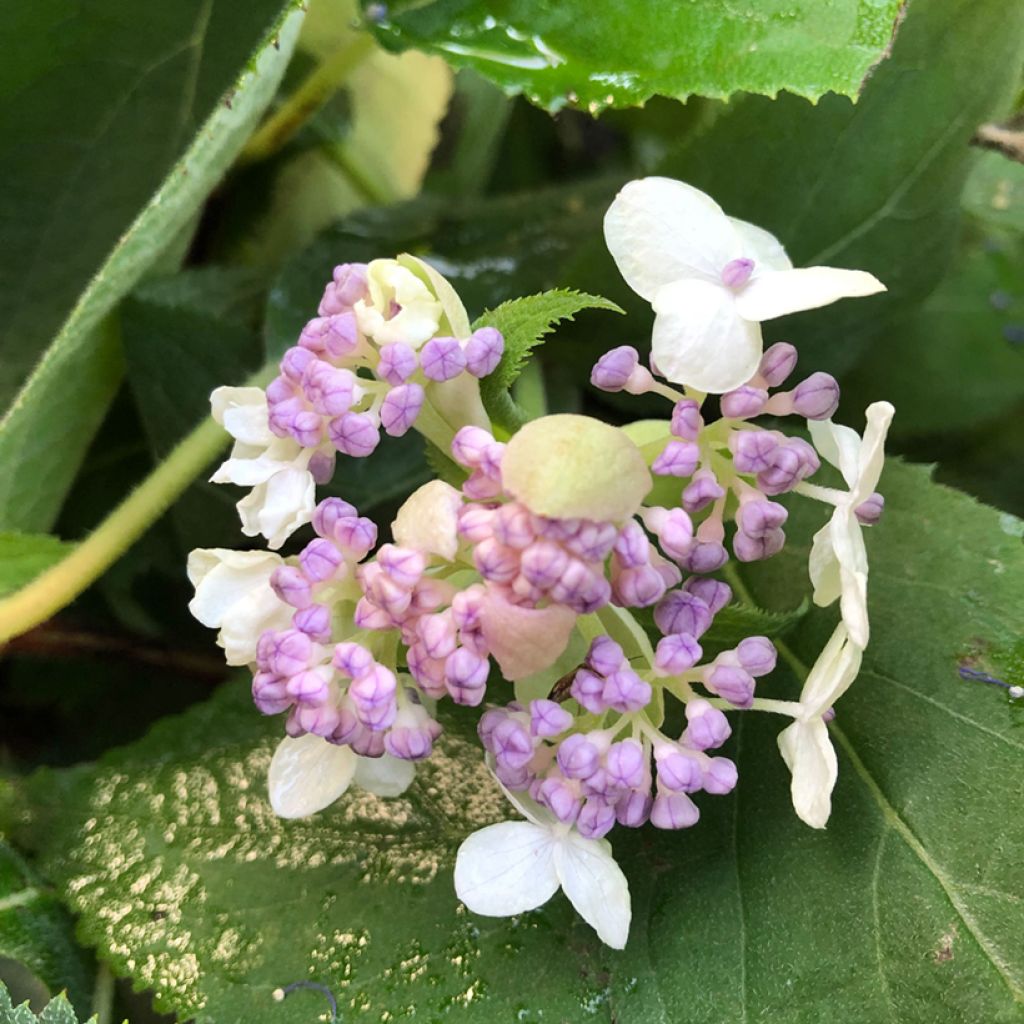 Kehtohortensia Late Love