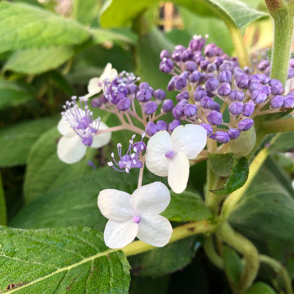 Kehtohortensia Late Love