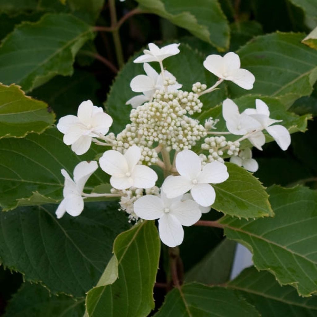 Syyshortensia Levana
