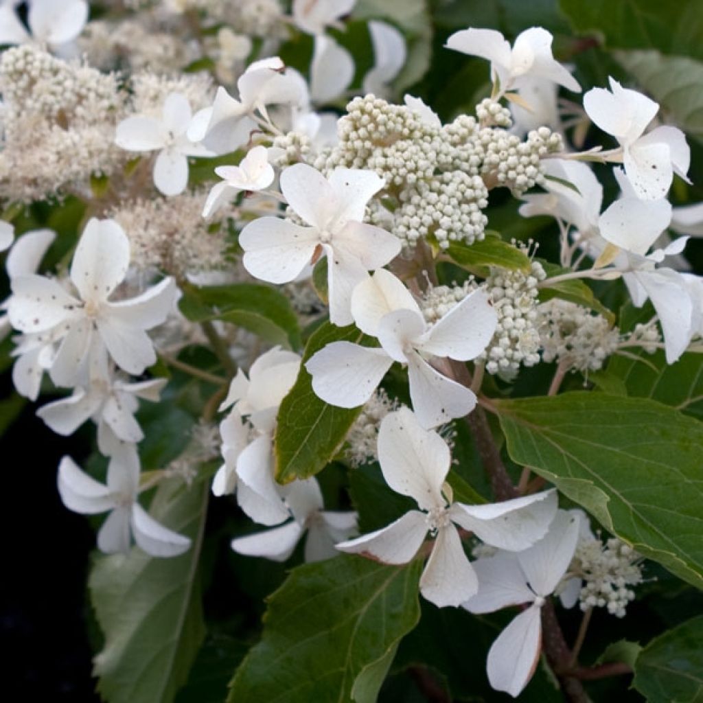 Syyshortensia Levana